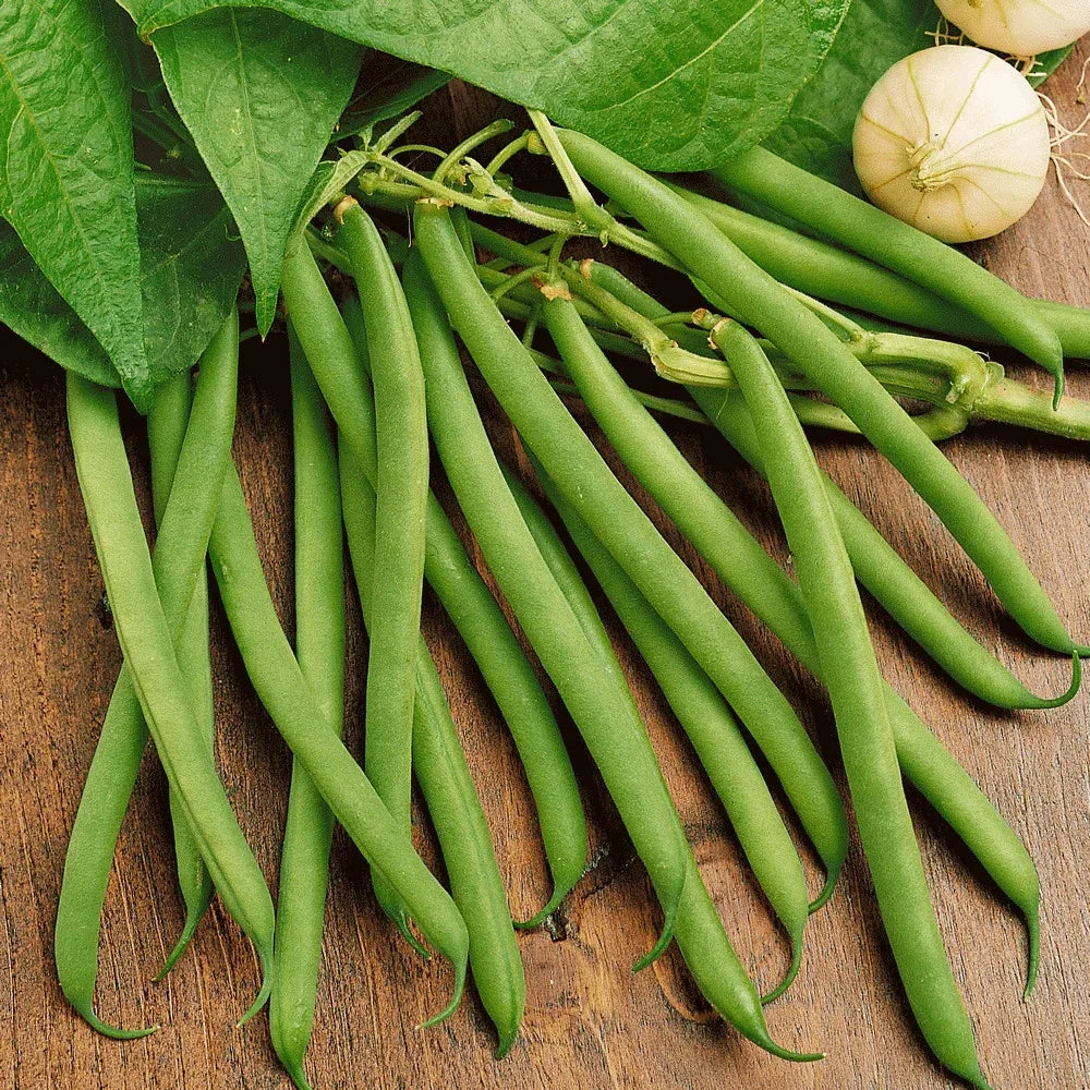Green Bean Seeds - Non-GMO Heirloom Provider Variety - 30+ Seeds for Home Garden, Container, Raised Bed Planting