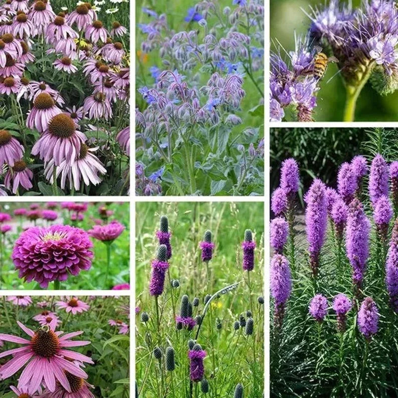 Purple Wildflower Seed Mix – Organic 200 Seeds for Pollinators, Garden, Meadow, Non-GMO, USA Grown