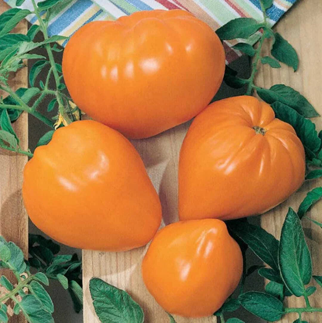 Orange Oxheart Tomato Seeds 50 Ct Heirloom Non-GMO Indeterminate Variety for Home Gardening