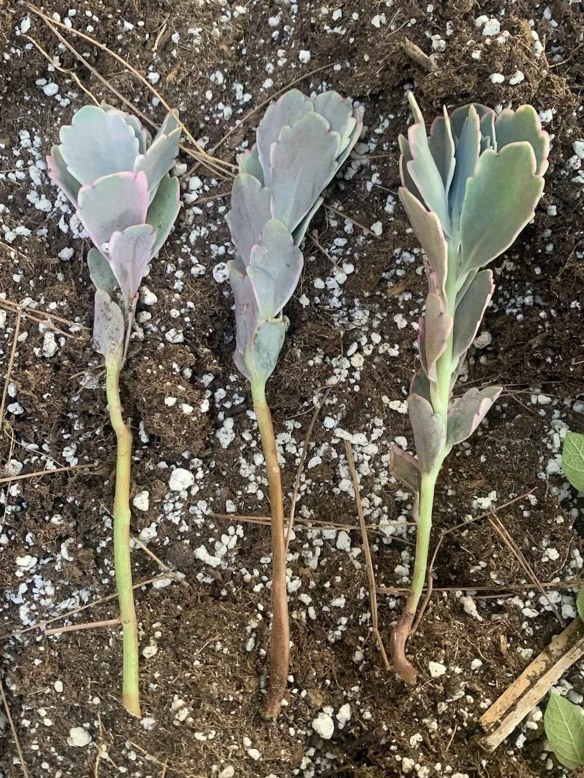 Kalanchoe Cuttings - Lavender Scallops - 3 Live Succulent Propagation Plants - Kalanchoe fedtschenkoi