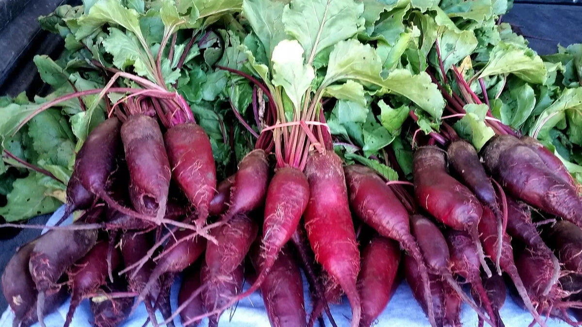 Cylindra Beet Seeds - Non-GMO, Formanova Variety, Butter Slicer Type, Compact Growth, Deep Purple Skin, Beta vulgaris