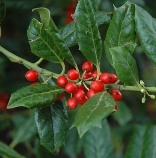 Nellie Stevens Holly Seedling Sapling for Privacy Hedge Ilex x attenuata 'Nellie Stevens' Evergreen Tree