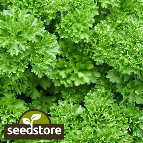 Forest Green Parsley Seeds - Heirloom Non-GMO Herb Seeds - Petroselinum crispum, Bushy Annual Herb for Indoor & Outdoor Gardens