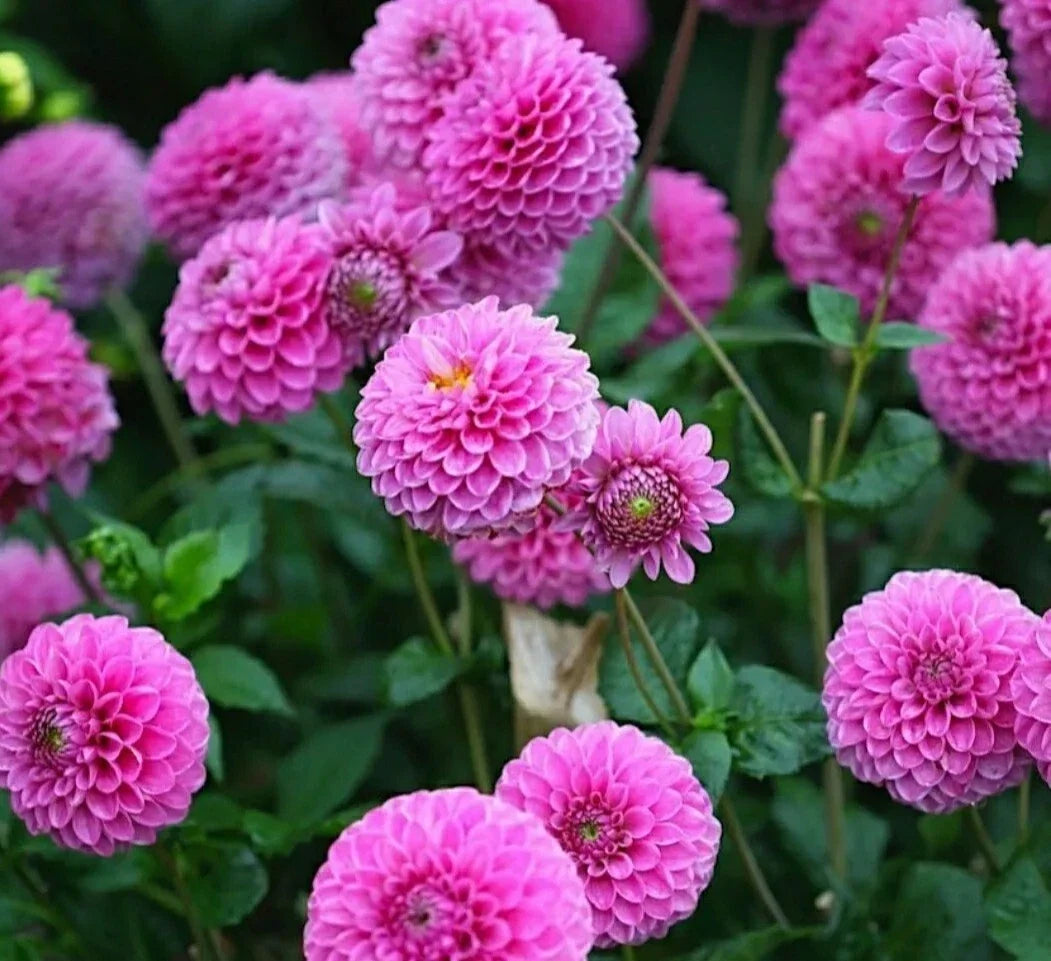 Pompon Dahlia Seeds - Pink Flowers, 30 Count, Dahlia pinnata, Easy to Grow, Bright Garden Blooms, Cut Flowers, Drought Tolerant