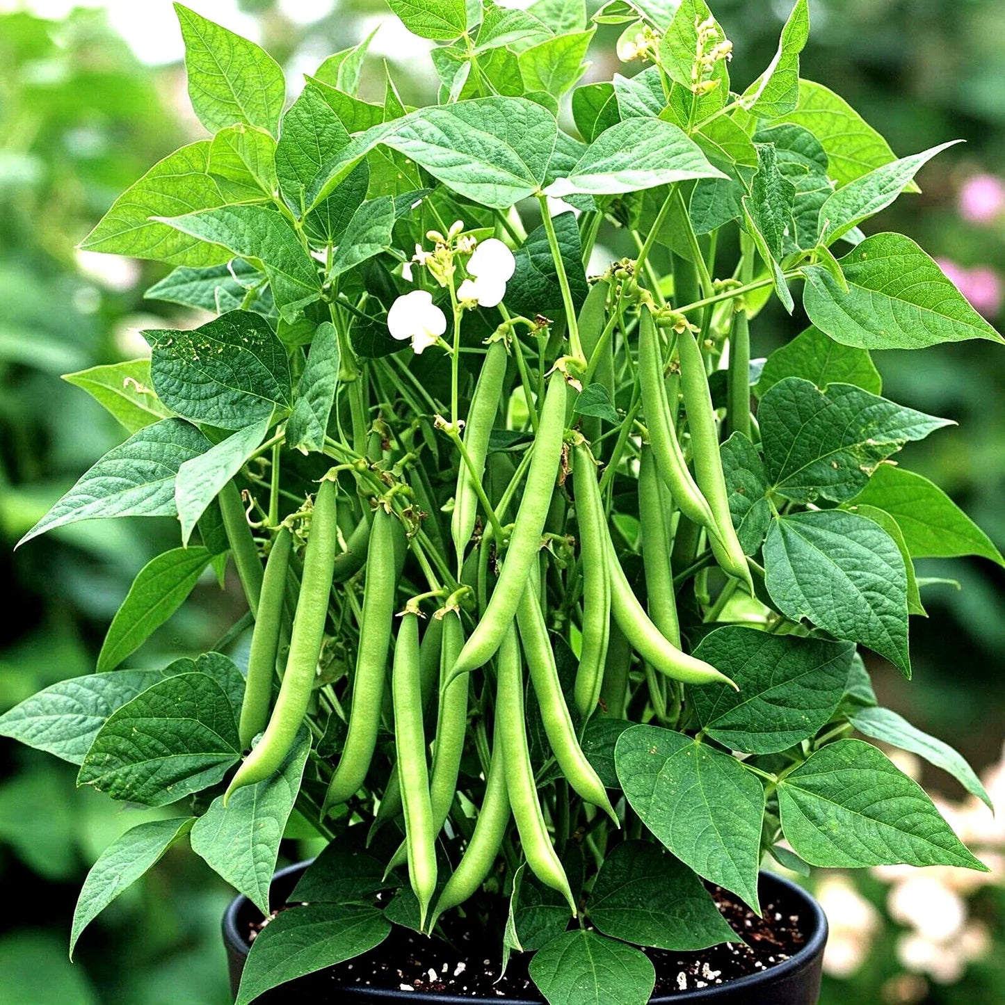 Blue Lake Green Bean Seeds - Heirloom Non-GMO Phaseolus vulgaris, Bush Variety, 75+ Seeds for Organic Garden