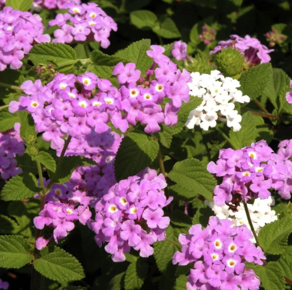 Lantana Trailing Lavender Live Plant - Spreading Perennial with Lavender-Purple Flowers - Lantana montevidensis for Garden, Hanging Baskets