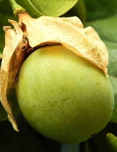 Passiflora Maliformis Seeds, Sweet Calebash Passion Flower, Edible Fruit, Climbing Vine, 25 Seeds