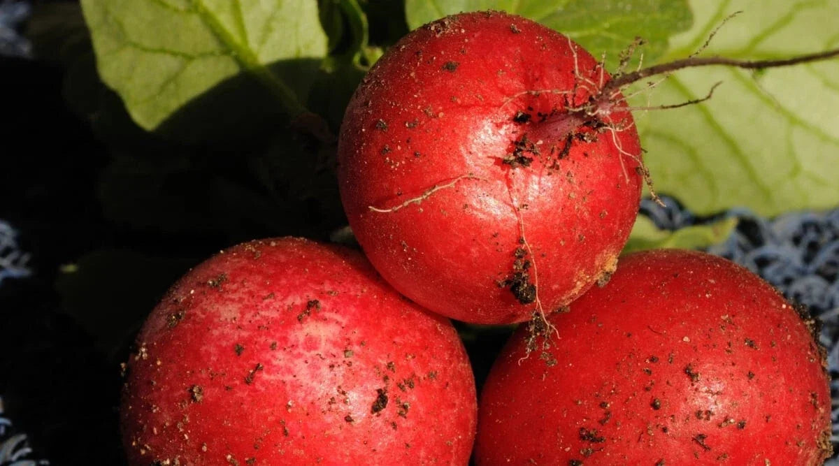 Saxa 2 Radish Seeds - 500+ Count, Fast Growing Vegetable, Raphanus sativus, Organic, Home Garden, Salad Garnish