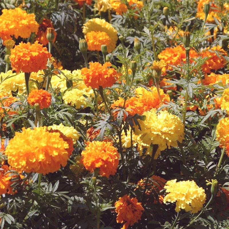 Crackerjack African Marigold Seeds - Tagetes erecta - Bright Orange, Gold, Yellow Blooms - Edible Flowers - 100+ Seeds