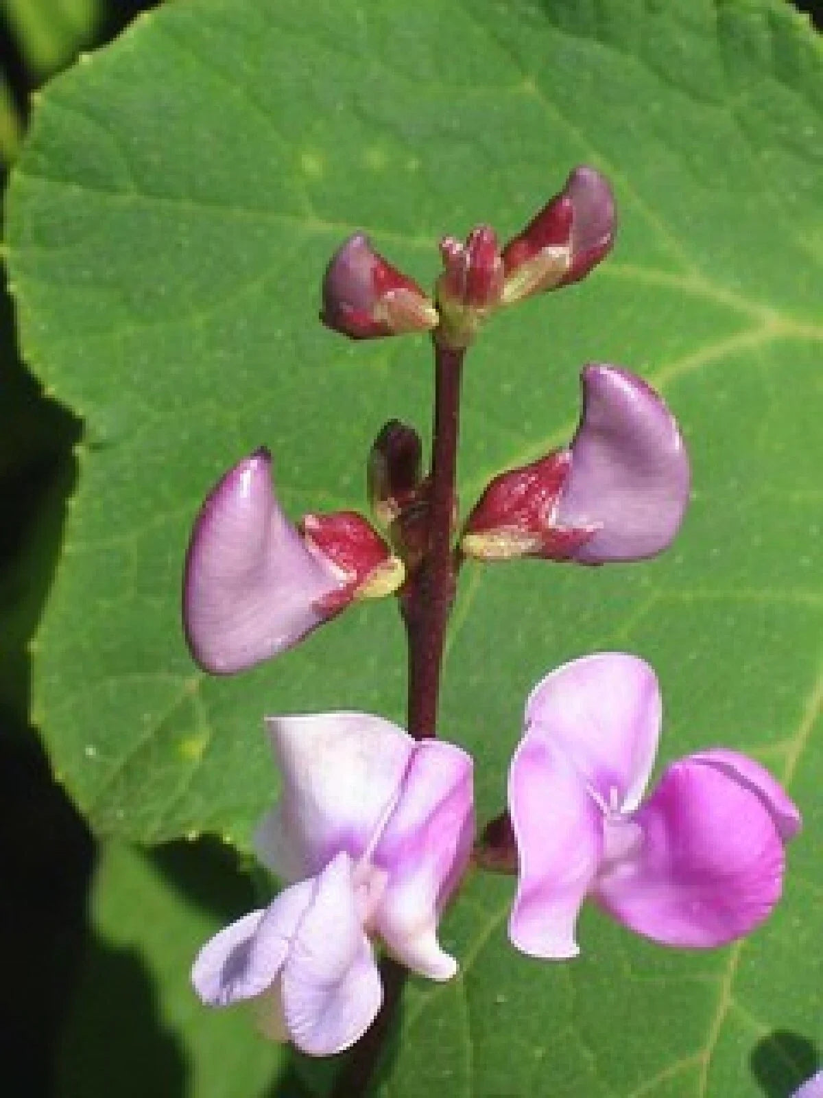 Wild Pea Vine Seeds - Organic Dolichos biflorus Climbing Ground Cover Pack of 25 Seeds