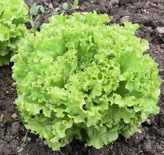 Fresh Grand Rapids Leaf Lettuce Seeds - 4g Non-GMO Heirloom Lactuca sativa for Home Gardening