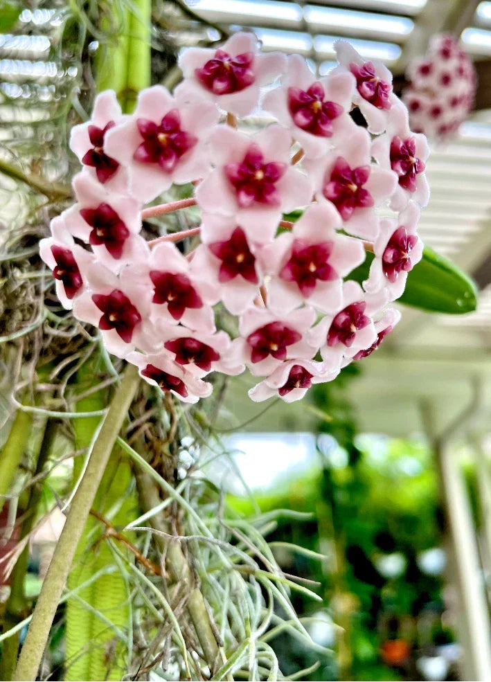 Hoya Obovata Plant in 4" Pot - Tropical Wax Plant for Indoor Indirect Light