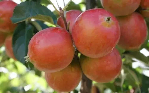 Rosehip Crabapple Seeds – Malus angustifolia – Heirloom Garden Planting – 25+ Seeds for Landscaping & Wildlife