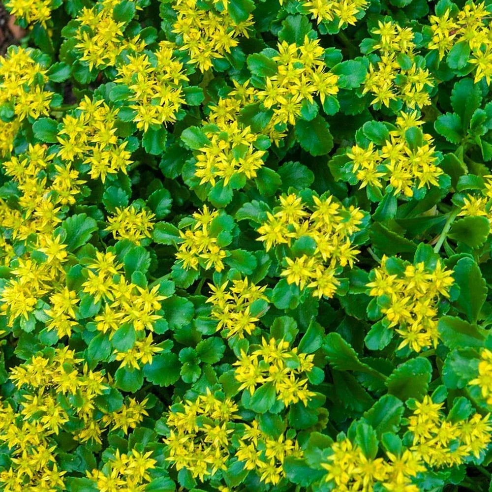 Large Ground Cover Sedum rupestre 'Angelina' - Golden Creeping Perennial Plants, Drought-Tolerant, Well-Rooted, Full Sun to Partial Shade