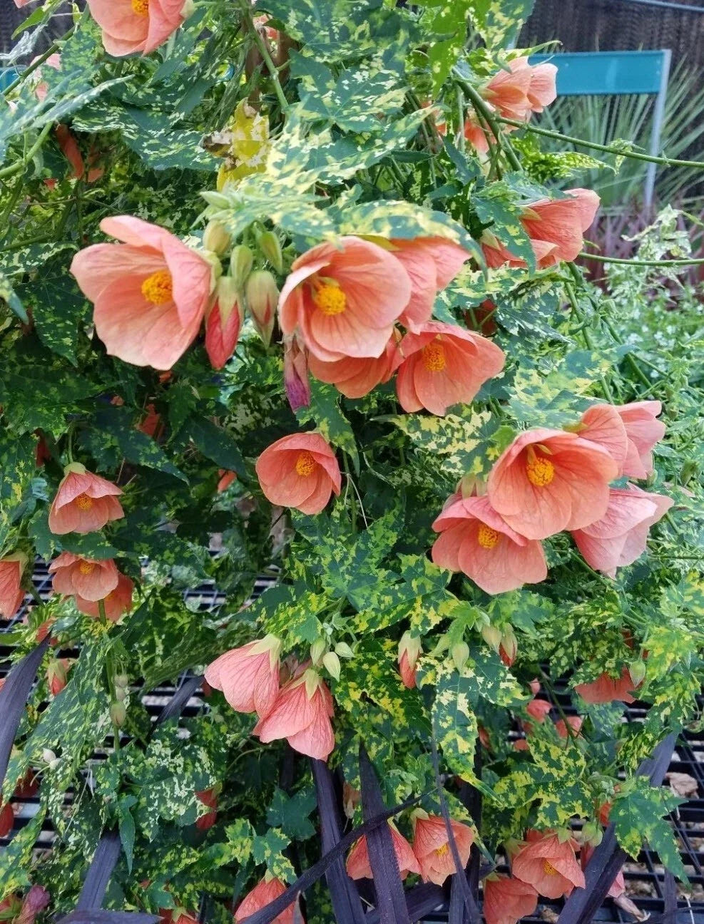 Thompsonii Variegated Peach Abutilon Flowering Maple Small Rooted Starter Plant Indoor Garden Greenhouse Plant
