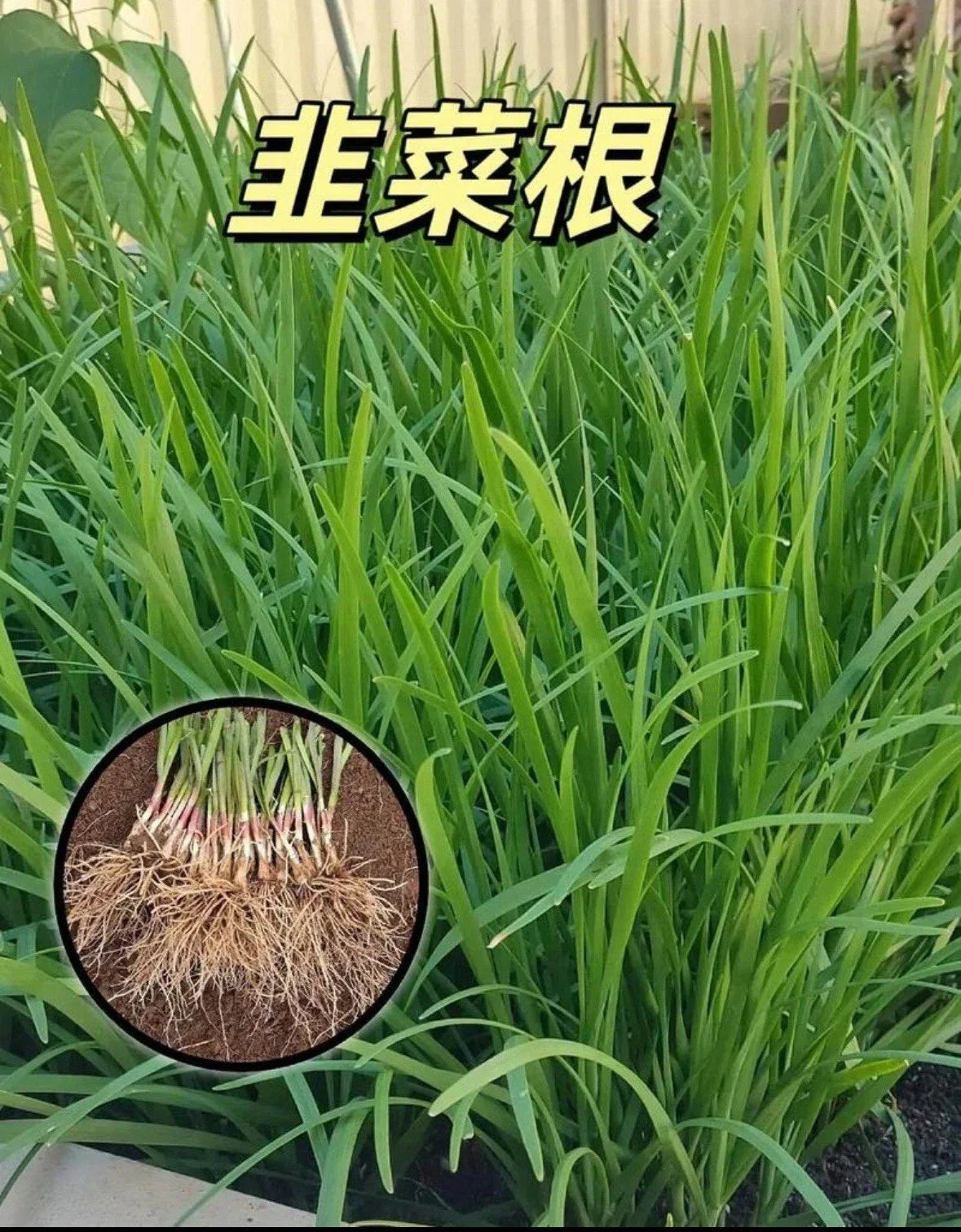 Live Garlic Chives Plant - 100 Bare Root Stalks Allium Tuberosum for Culinary Use
