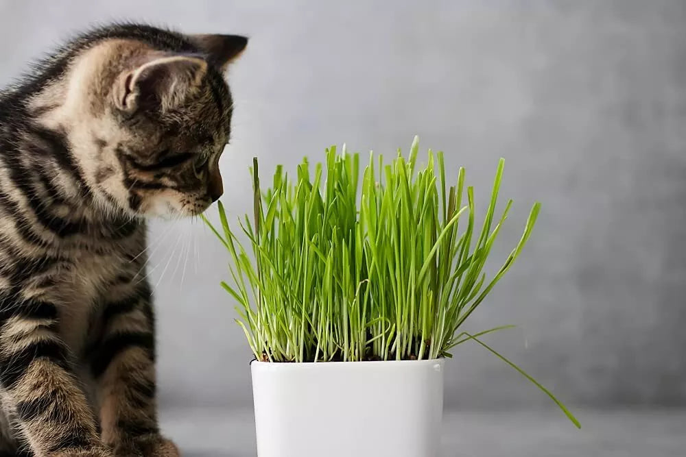 Cat Grass Seeds 1 Pound Dactylis glomerata Nutritious Tasty Treat for Cats