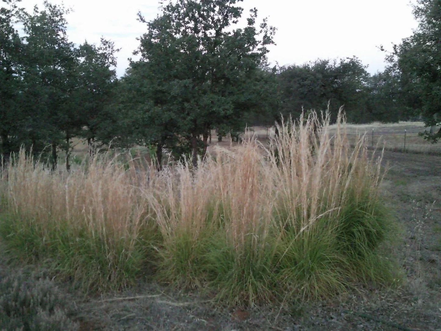 Feather Reed Grass Plugs, 6 Bare Root, Karl Foerster Ornamental Grass, Calamagrostis acutiflora for Borders & Erosion Control