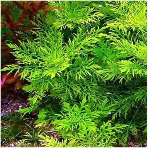 Water Wisteria Stems 7-Pack - Hygrophila Difformis Aquatic Plant for Aquariums and Ponds