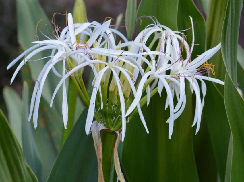 Set of 5 Rooted White Spider Crinum Lilies - Crinum amoenum Starter Plants
