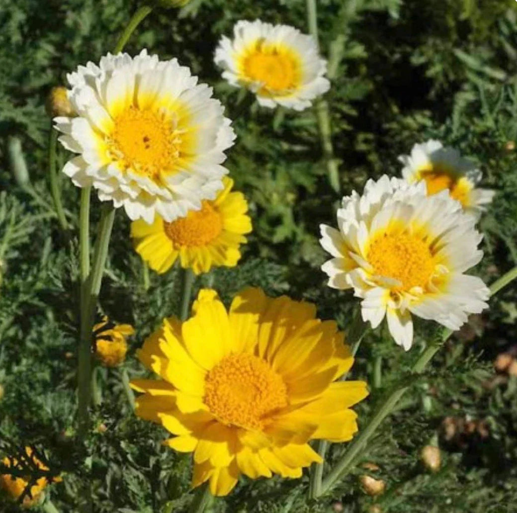 Daisy Garland Chrysanthemum Seeds - 1000 Edible Japanese Greens for Gardens & Culinary Use