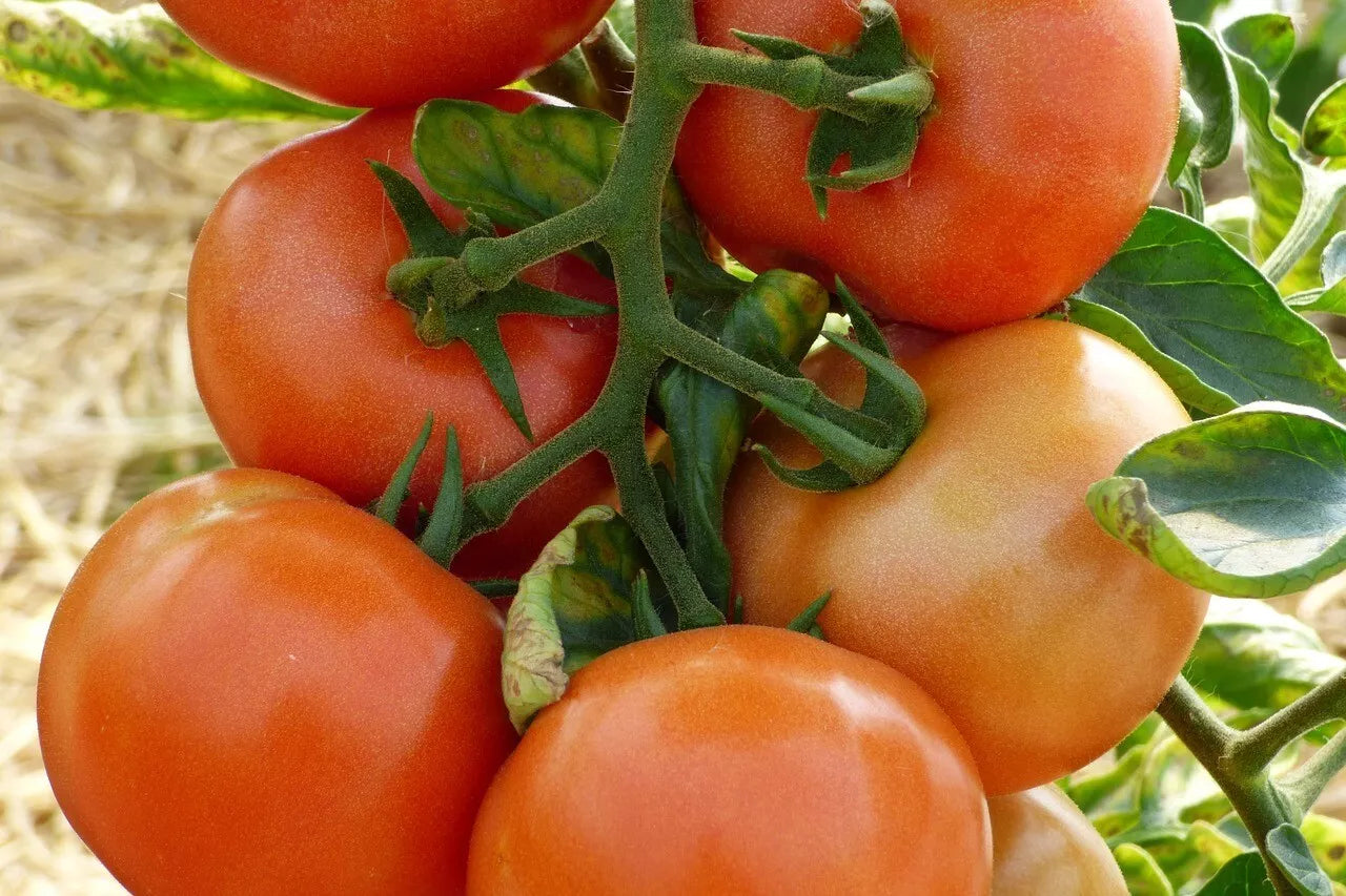 Marglobe Supreme Tomato Seeds 100 Ct | Heirloom Non-GMO Solanum lycopersicum