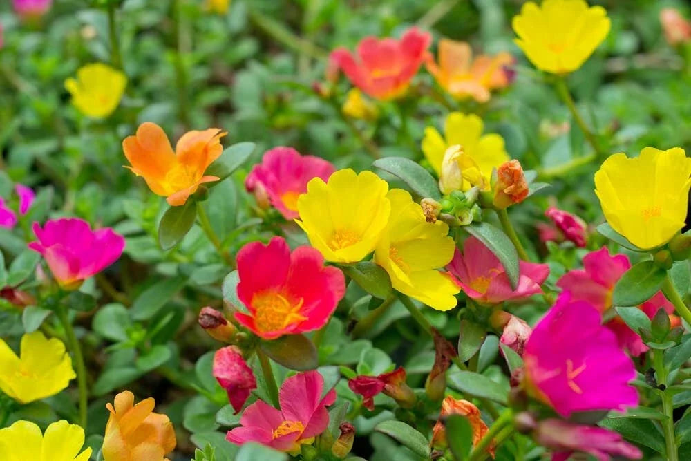 Moss Rose Seeds 1,000 Count Portulaca Grandiflora Flower Seeds for Garden, Patio, Rock Gardens, Borders