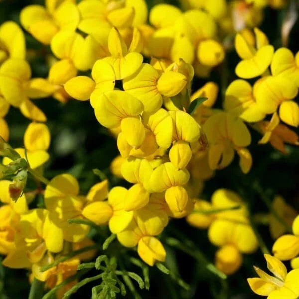 Bird's Foot Trefoil Seeds 200+ Lotus Corniculatus Perennial Wildflower USA
