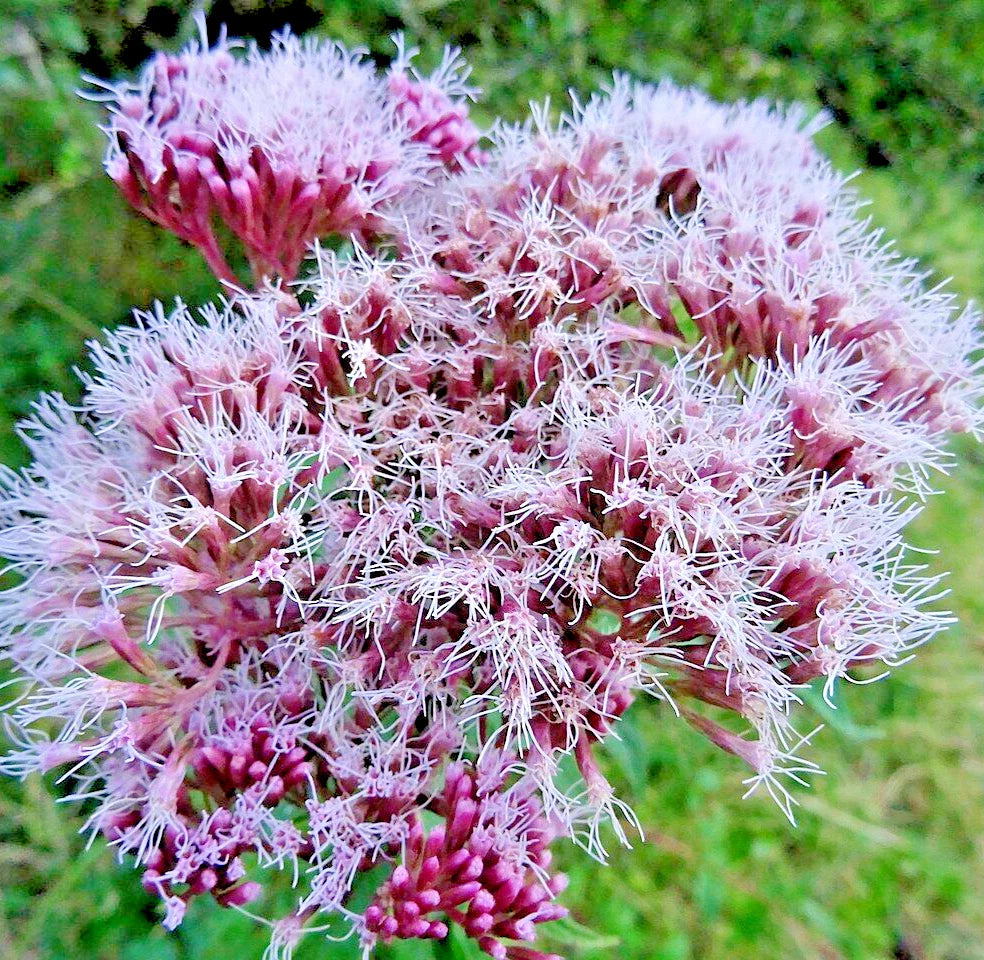 100 Hemp Agrimony Seeds - Eupatorium cannabinum Perennial Flower for Gardens, Wildlife, Pollinators