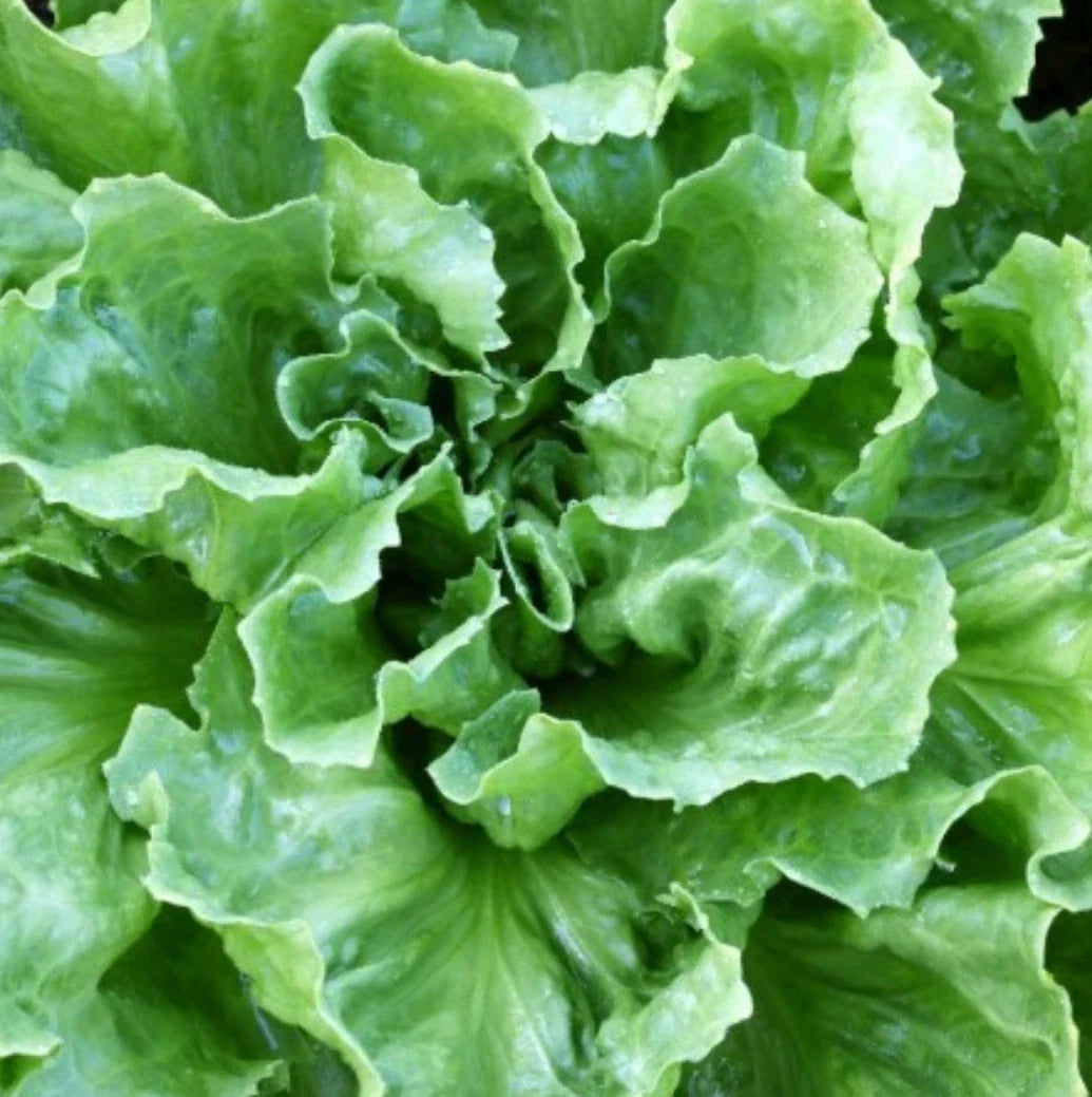 Broadleaf Batavian Endive Seeds - Heirloom Escarole Vegetable Garden Seeds for Salads and Cooking