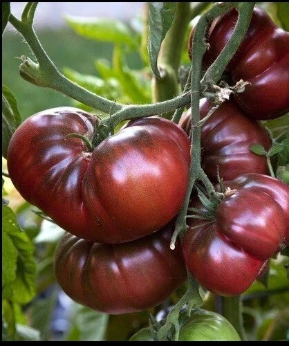 Brandywine Black Tomato Seeds - Heirloom Non-GMO Slicing Variety Solanum lycopersicum