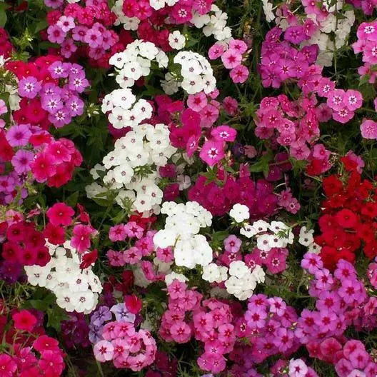 Phlox Seeds - 500 Count Tall Mix - Pink White Red Flowers - Non-GMO, Spring Blooming - Phlox paniculata