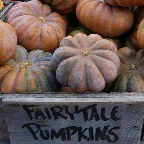 Fairytale Pumpkin Seeds - 25+ Pack for Garden Planting - Cucurbita pepo - Whimsical Ribbed Orange Pumpkins