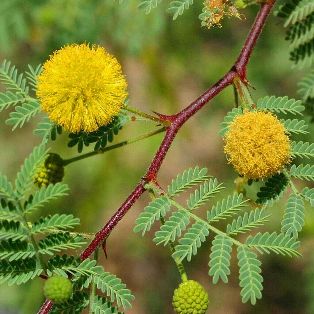 Acacia Senegal Gum Arabic Tree Seeds - 20 Count Drought-Tolerant Acacia senegal