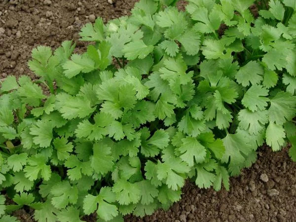 Cilantro Seeds 100+ | Coriandrum sativum | Chinese & Mexican Parsley Herb for Cooking & Gardening