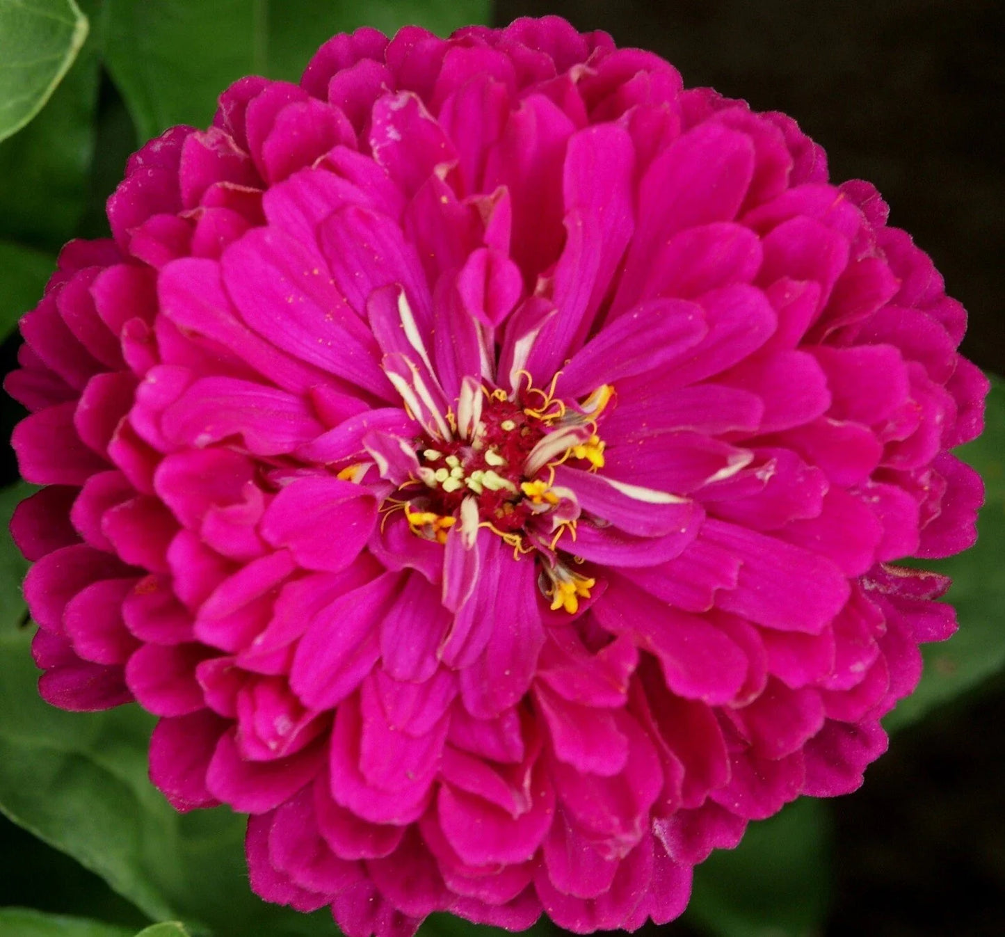 Purple Prince Zinnia Seeds - Pack of 100+ Non-GMO Zinnia elegans for Vibrant Garden Flowers