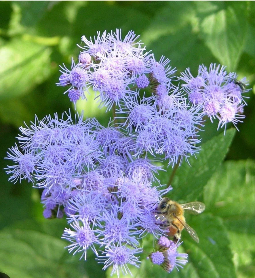 Blue Mistflower Seeds - 100+ Count - Conoclinium coelestinum Wild Ageratum