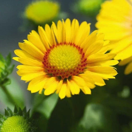 Gaillardia Seeds 75 Pack Arizona Apricot - Gaillardia pulchella, Beautiful Apricot Flowers