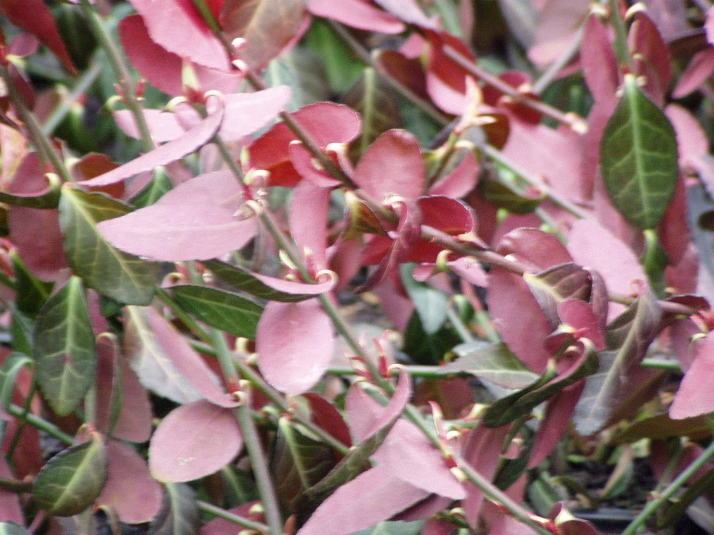 Purple Wintercreeper Ground Cover Plants - 50 Bare Root Euonymus fortunei 'Coloratus' - Low Maintenance, Drought-Resistant, Hardy Landscaping