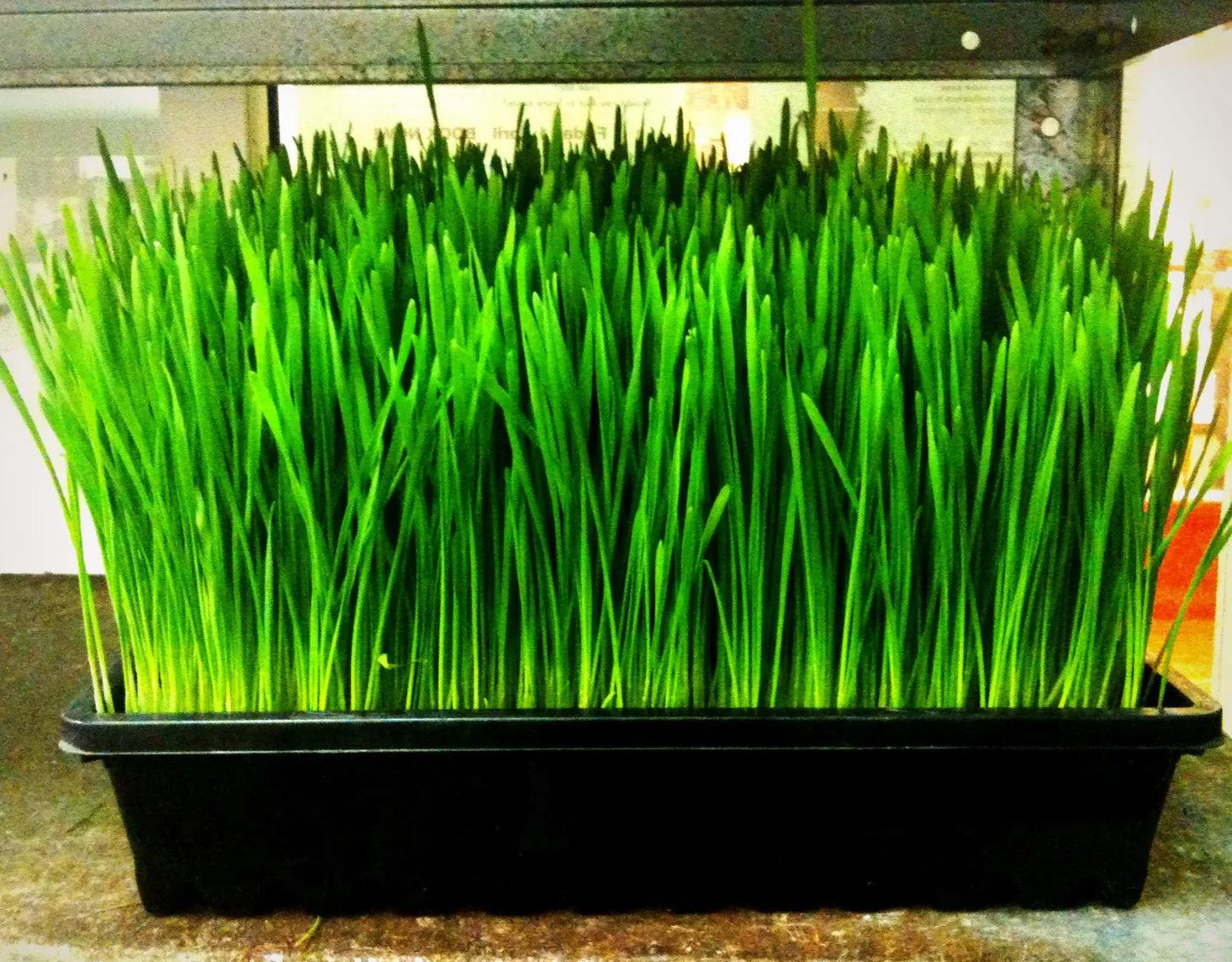 240 Organic Wheatgrass Seeds for Cat Grass & Sprouts - GroCo# Triticum spp.