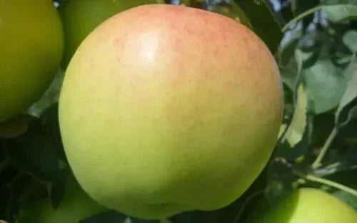 Ginger Gold Apple Seeds - Organic Malus domestica Heirloom Seeds for Home Garden Planting, 25+ Premium Non-GMO Seeds