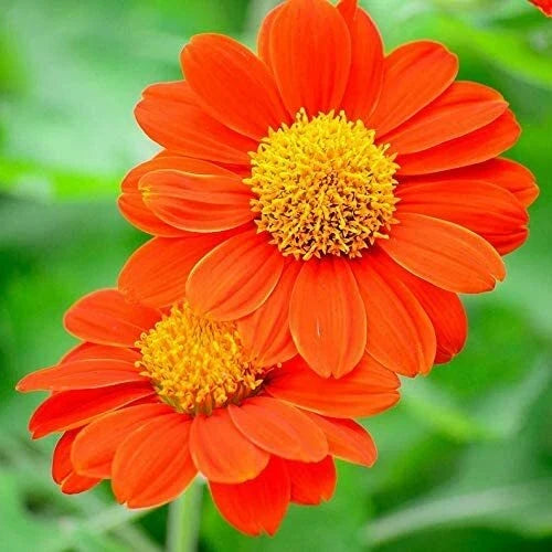 Mexican Sunflower Seeds - 75 Count - Bright Orange & Yellow Blooms - Tithonia rotundifolia for Pollinator Gardens