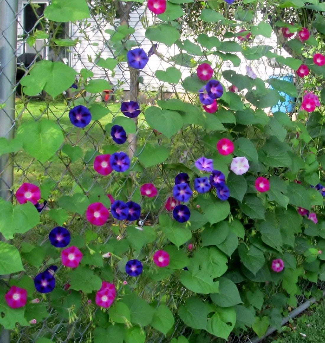 Tall Mixed Morning Glory Wildflower Seeds - NON-GMO Ipomoea spp.