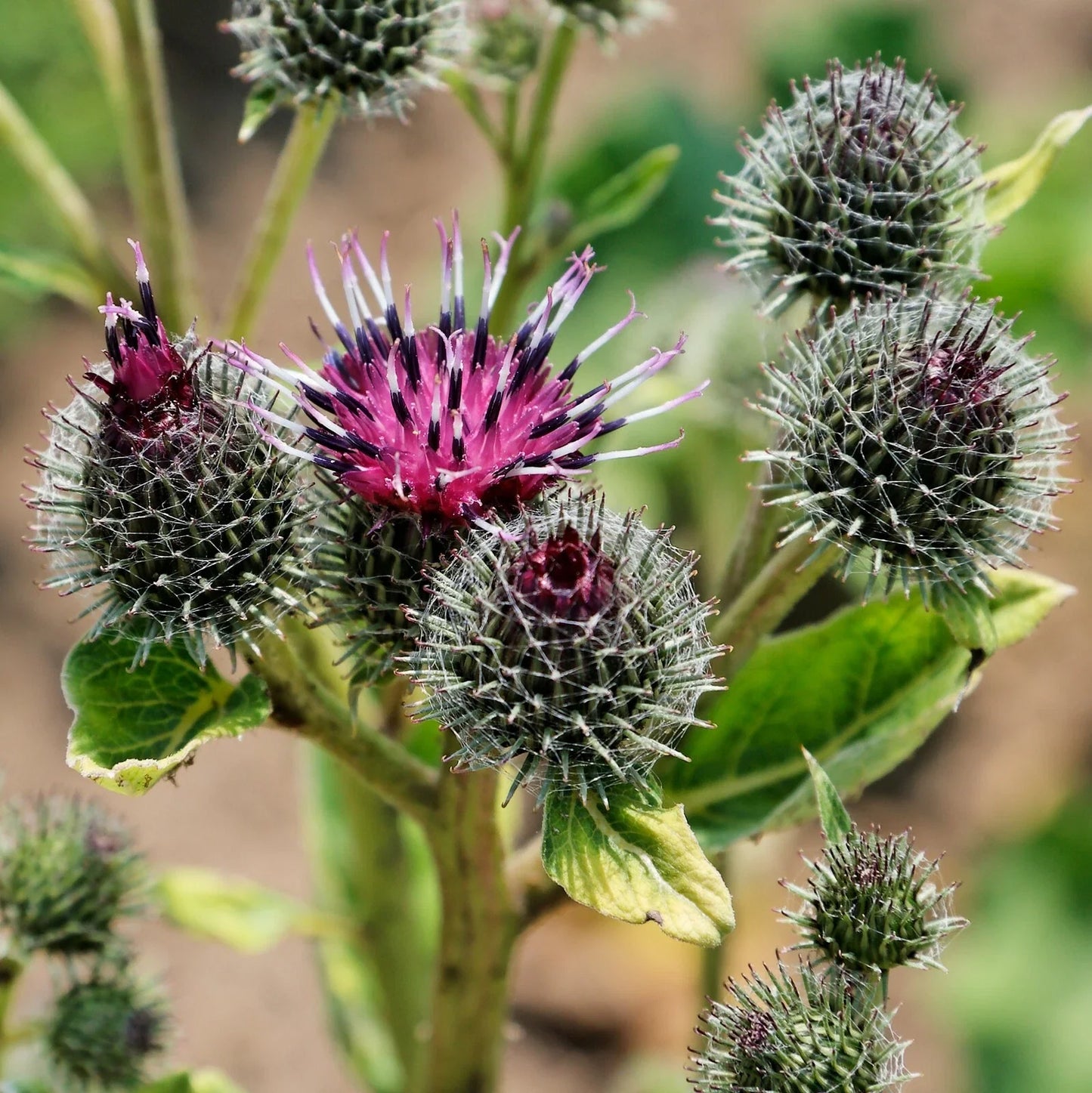 Common Burdock Seeds - 40 Count - Edible Roots & Leaves - Arctium Minus - Medicinal Herb for Gardens & Herbal Remedies