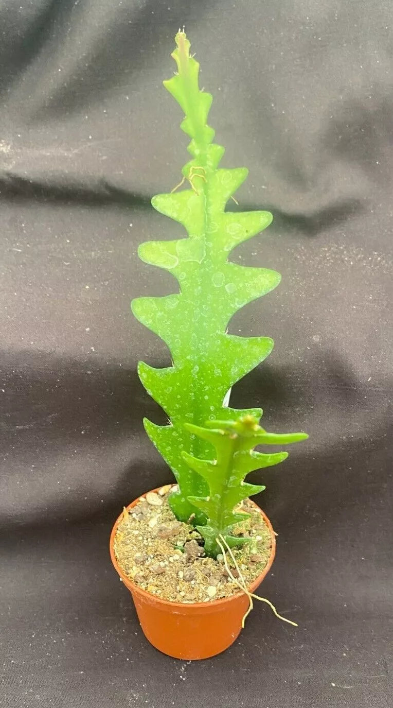 Fishbone Cactus Plants - Epiphyllum anguliger, 2.5" Pot, Two Rooted, Zigzag Foliage, Indoor Succulents