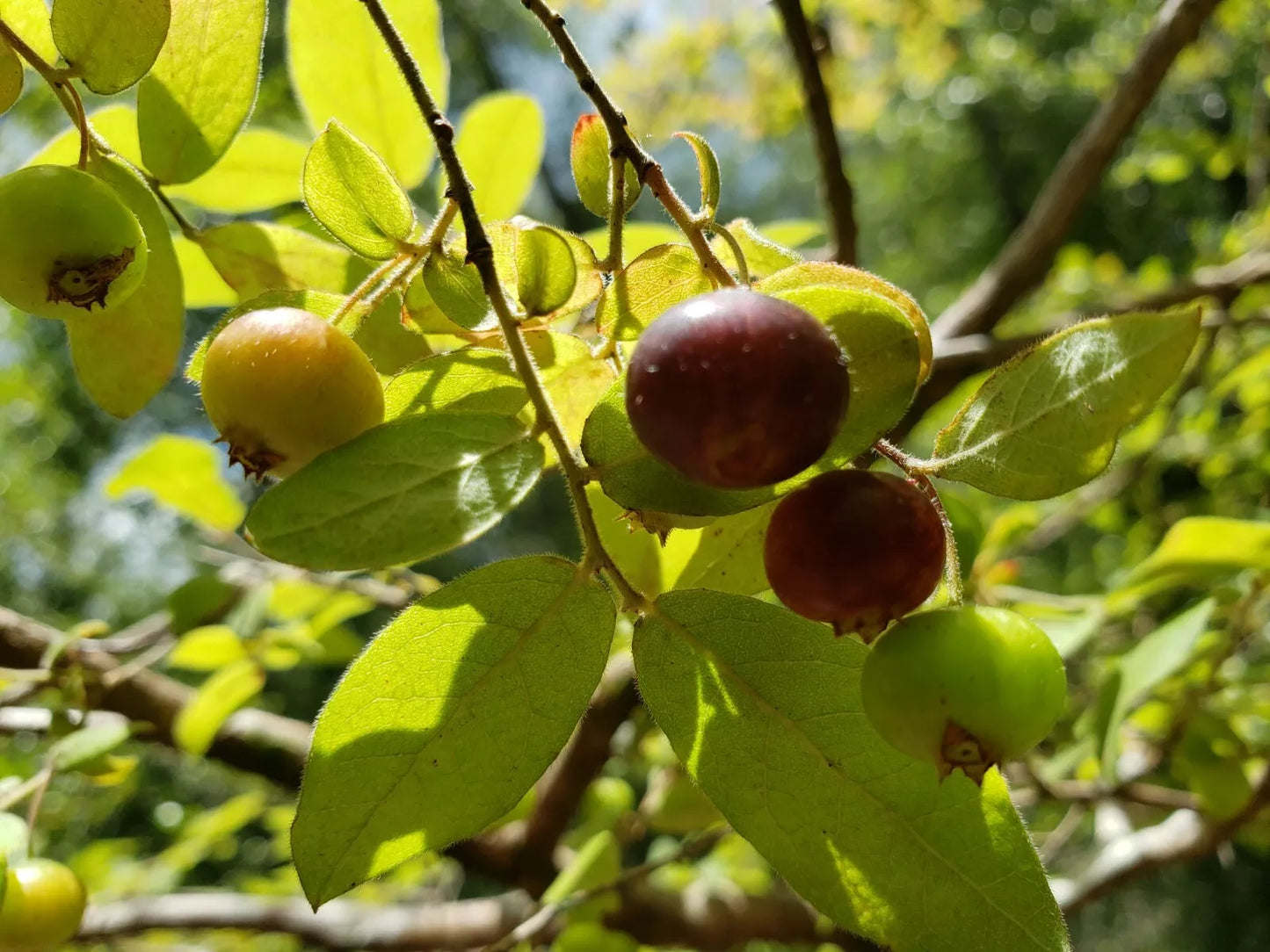 Deerberry Seeds - 25 Organic Vaccinium Stamineum Seeds - Florida Native Edible Plant