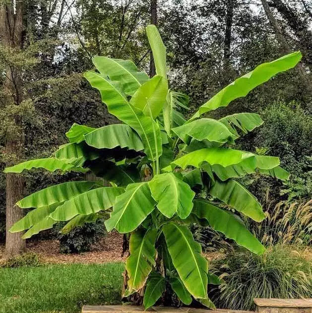 Cold Hardy Banana Tree Starter Plant - Musa basjoo - Small Rooted Live Plant