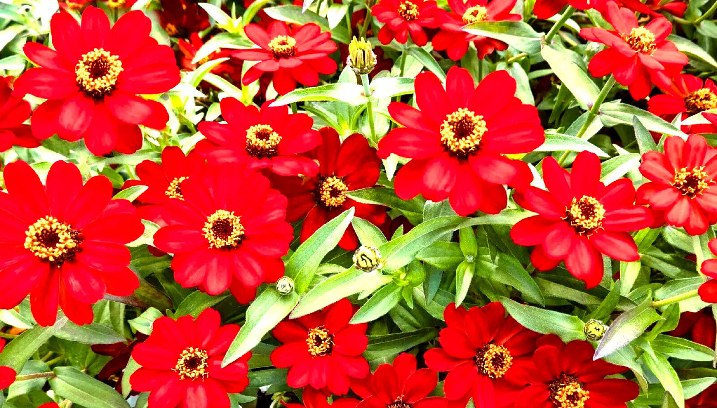 Meteor Zinnia Seed Mix - 100+ Non-GMO Flower Seeds for Vibrant Garden Blooms - Zinnia elegans