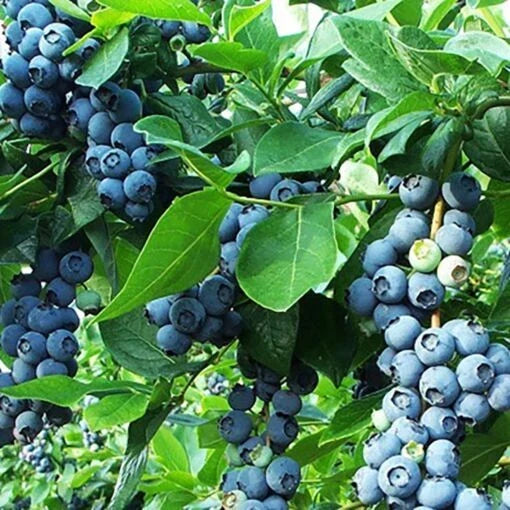 Vaccinium 'Razz' Blueberry Live Plant – 6-12 Inches, Northern Highbush, Sweet Flavorful Fruit, Easy-to-Grow, USDA Zones 4-9