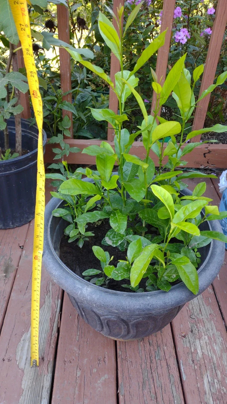 Organic Meyer Lemon Tree Plant - 11-16 Inches, Citrus limon, Indoor/Outdoor, Zones 8-11